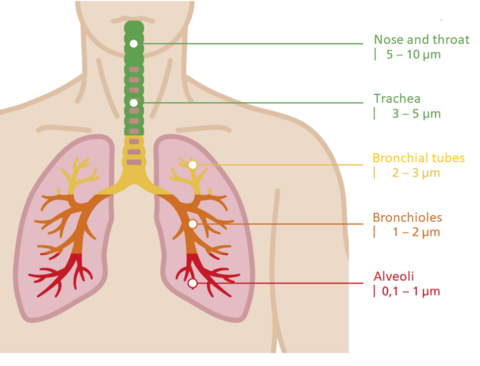 Health effects of particulate pollution. Health effects of particulate pollution.