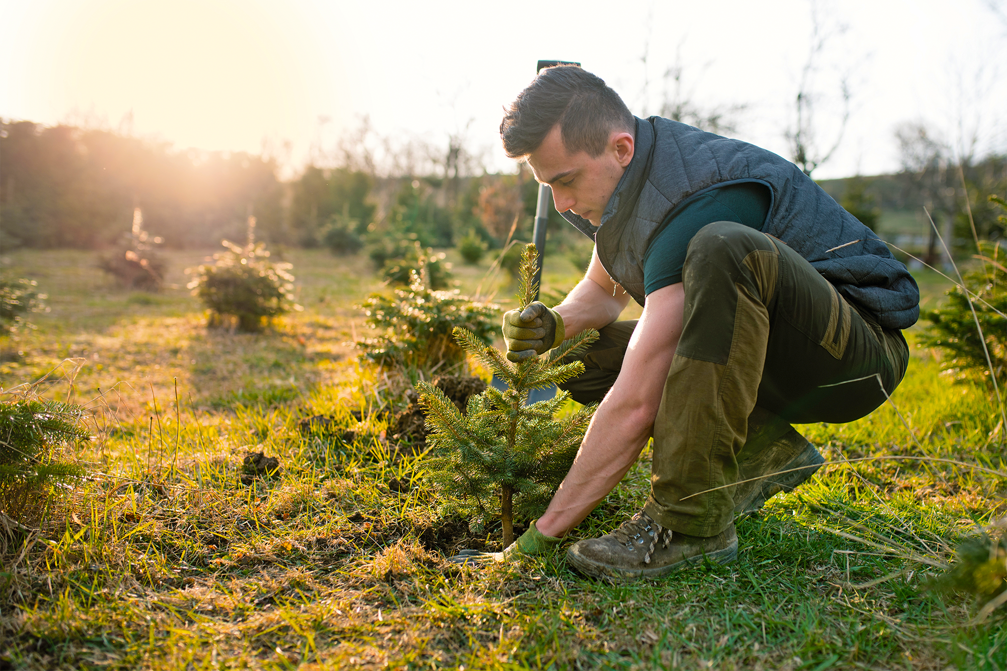 Mann beim Baum pflanzen Mann beim Baum pflanzen